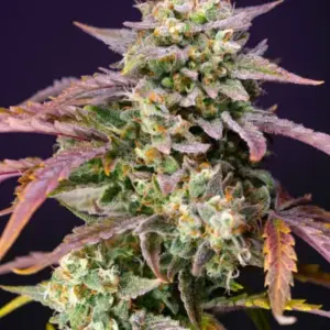 Purple Punch OG XL Auto von Sweet Seeds