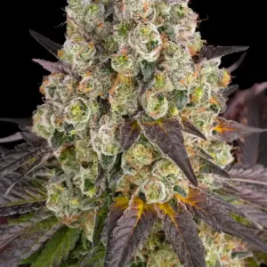 Purple Punch x Lemon Drizzle Barney's Farm