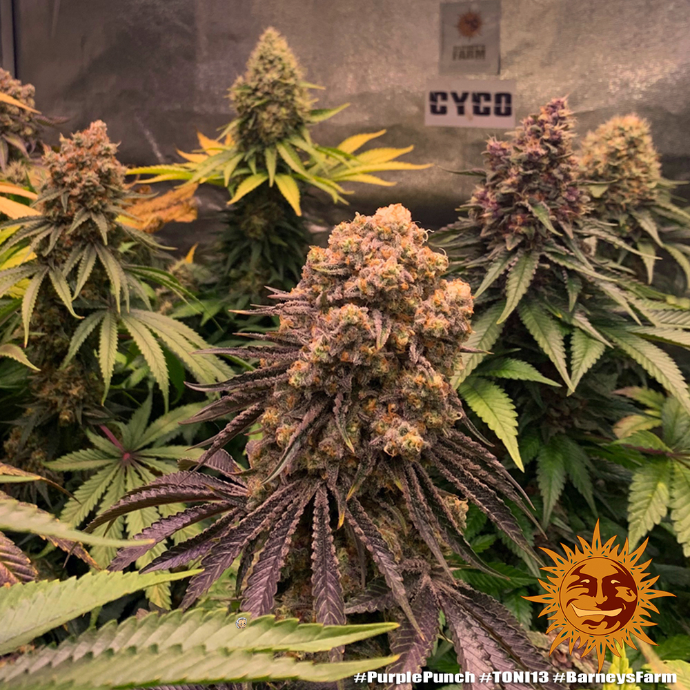 Purple Punch Barney’s Farm