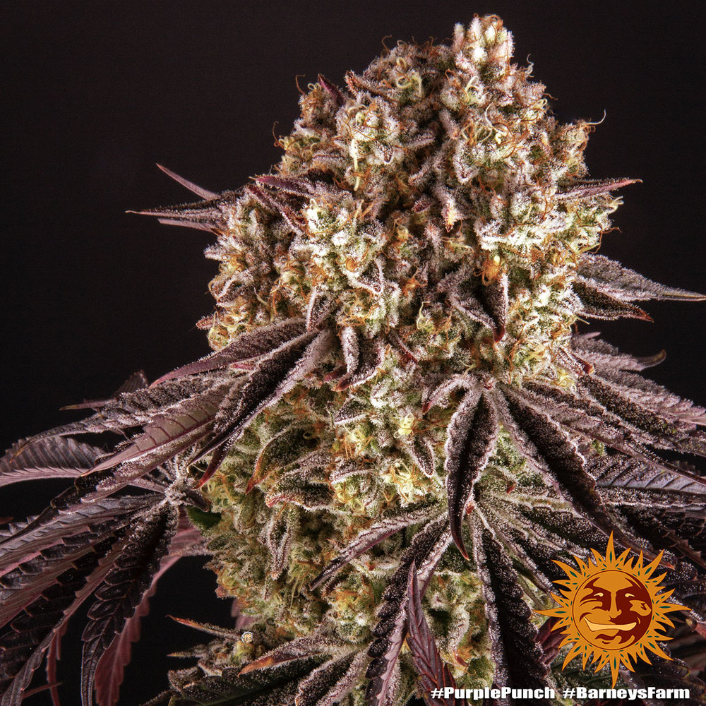 Purple Punch Barney’s Farm