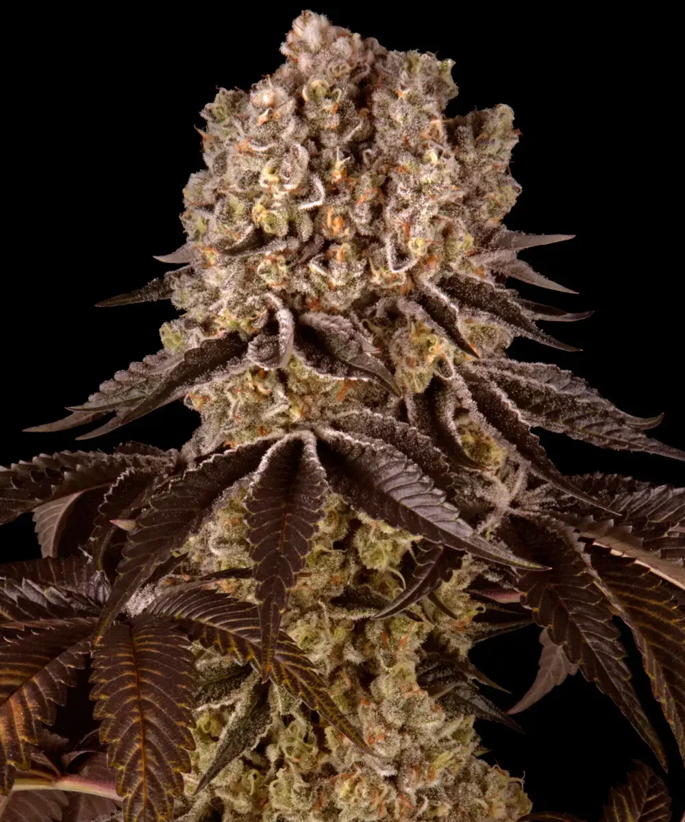 Purple Punch Barney's Farm