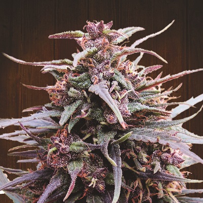 Purple Haze x Malawi von ACE Seeds