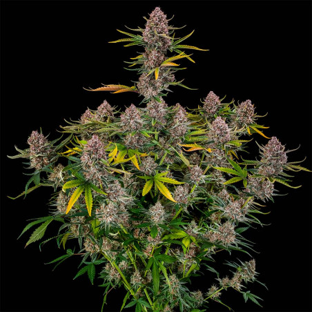 Purplenade XXL Auto 10er Silent Seeds