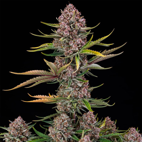 Purplenade XXL Auto 10er Silent Seeds
