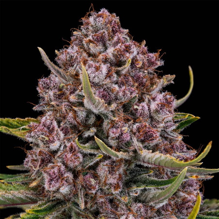 Purplenade XXL Auto 10er Silent Seeds