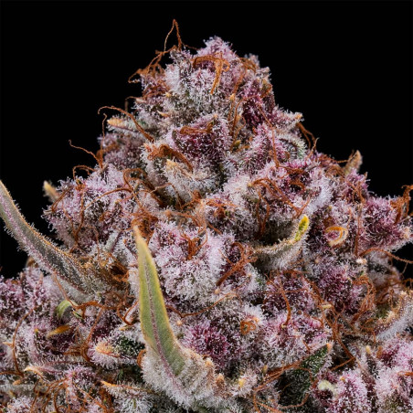 Purplenade XXL Auto 10er Silent Seeds