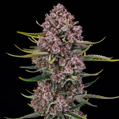 Purplenade XXL Auto 10er Silent Seeds