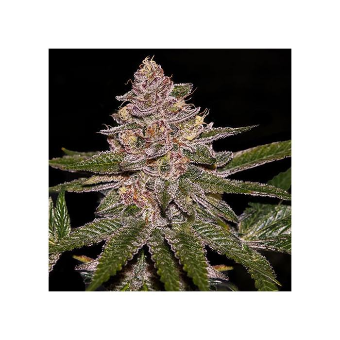 RADICAL JUICE AUTO von Ripper Seeds