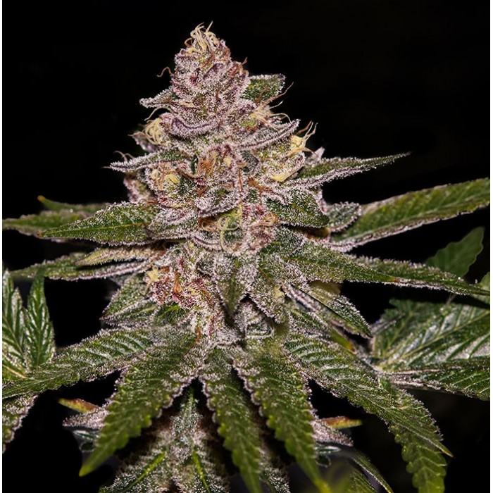 RADICAL JUICE von Ripper Seeds
