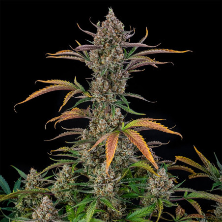 Rainbow Breath Auto 10er Silent Seeds