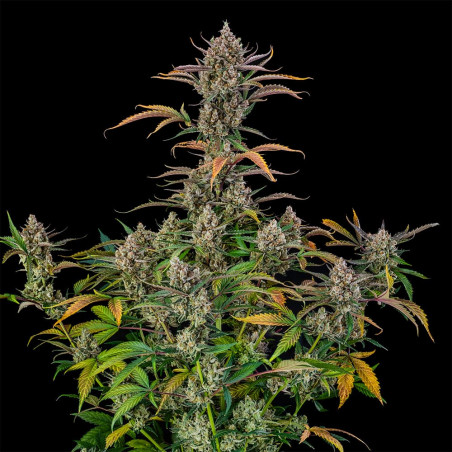 Rainbow Breath Auto 10er Silent Seeds