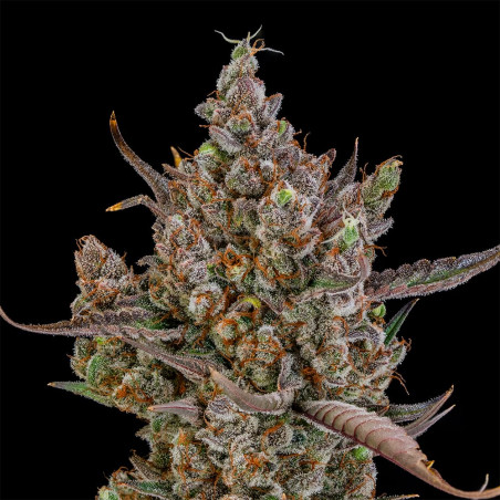 Rainbow Breath Auto 10er Silent Seeds