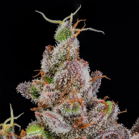 Rainbow Breath Auto 10er Silent Seeds