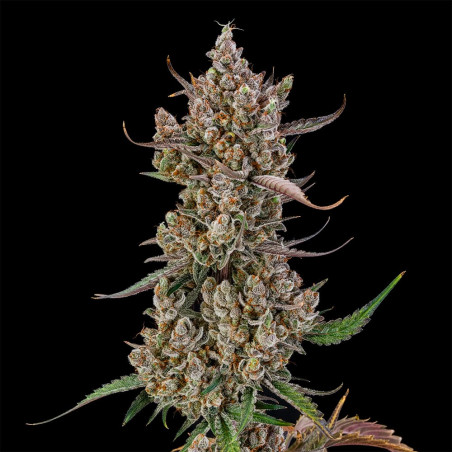 Rainbow Breath Auto 10er Silent Seeds