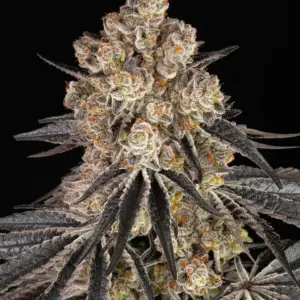 Rainbow Sherbet Barney's Farm