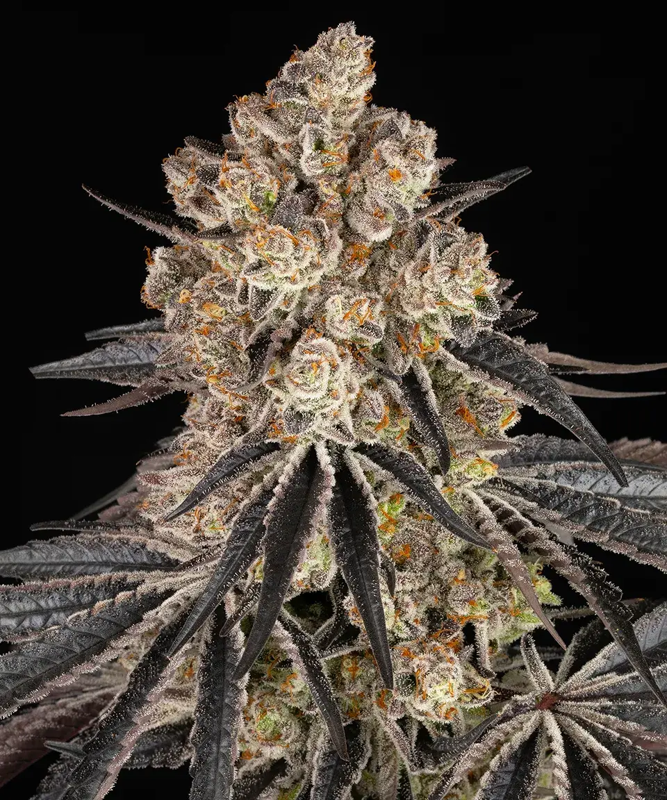 Rainbow Sherbet Barney's Farm