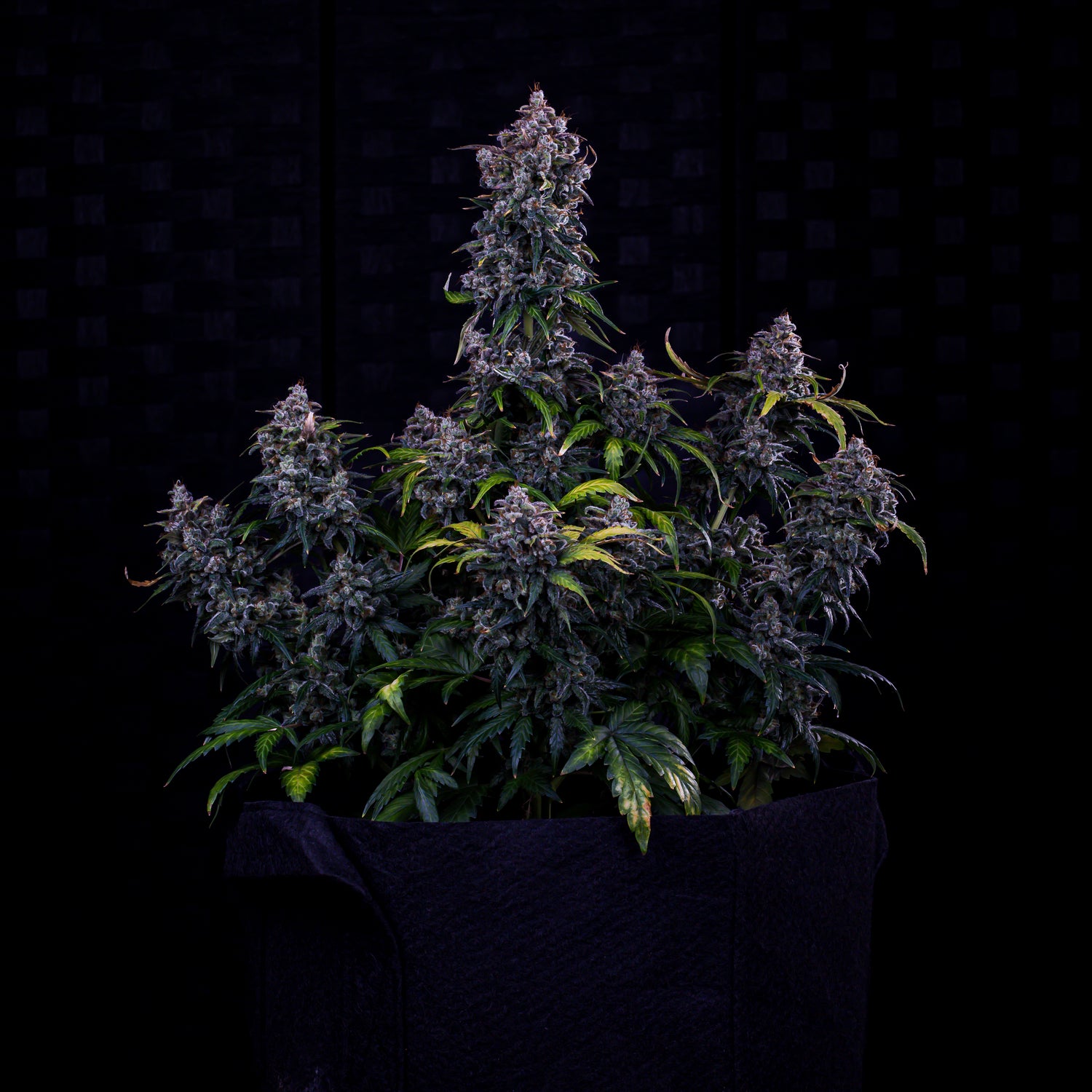 ravenberry 3+2er – mephisto genetics (autoflower samen)