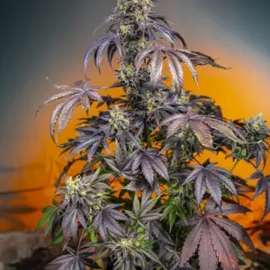 Red Gorilla Girl XL Auto von Sweet Seeds
