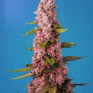 Red Hot Muffin von Sweet Seeds