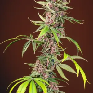 Red Mandarine F1 Fast Version von Sweet Seeds