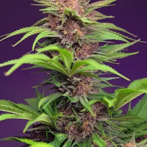 Red Mimosa XL Auto von Sweet Seeds