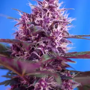 Red Poison Auto von Sweet Seeds