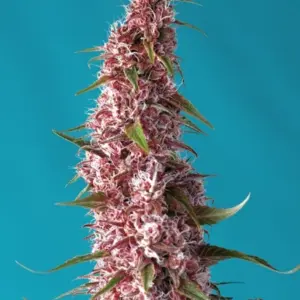 Red Pure Auto CBD von Sweet Seeds
