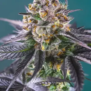 Red Strawberry Banana Auto von Sweet Seeds