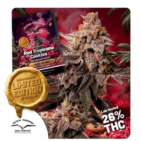 Red Tropicana Cookies von Dutch Passion