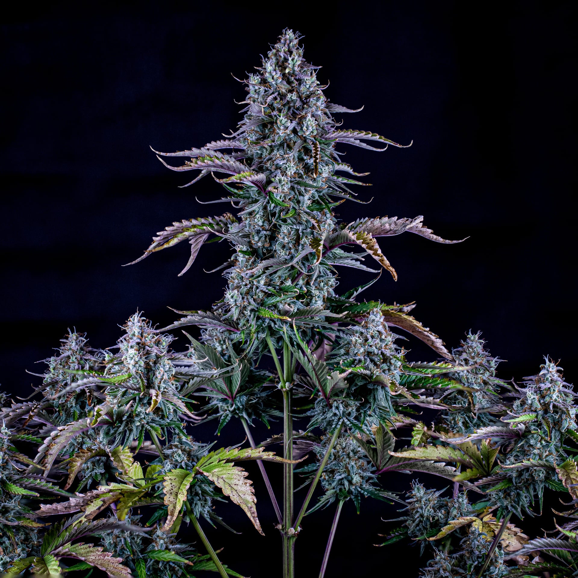 ripley's og 3+2er – mephisto genetics (autoflower samen)