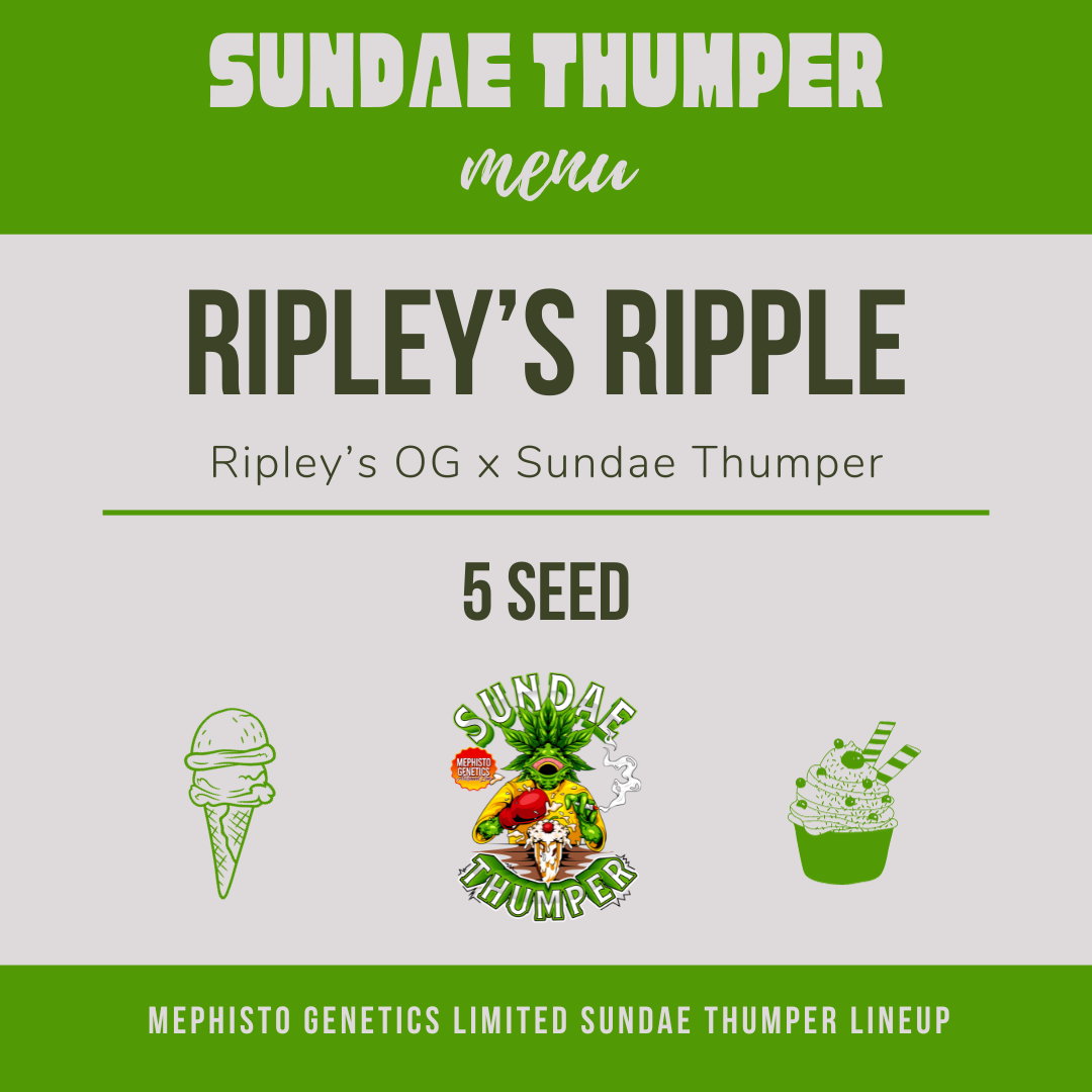 ripley's ripple 5er – mephisto genetics (autoflower samen)