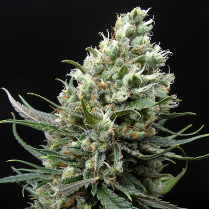 Ripper Haze von Ripper Seeds