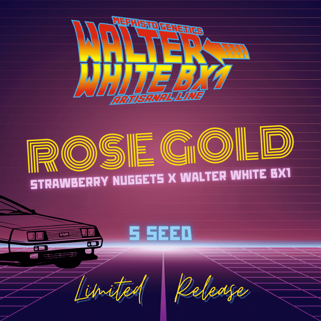 rose gold 5er – mephisto genetics (autoflower samen)