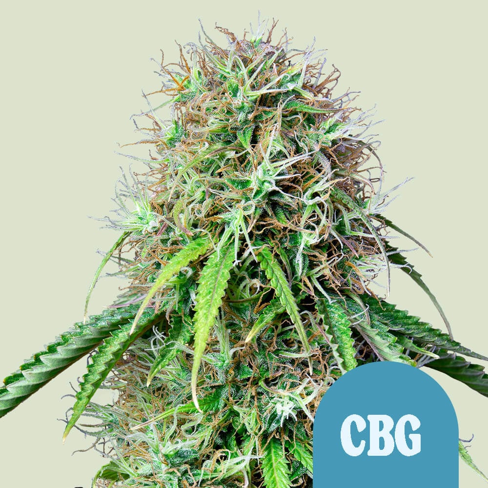Royal CBG Automatic von Royal Queen Seeds