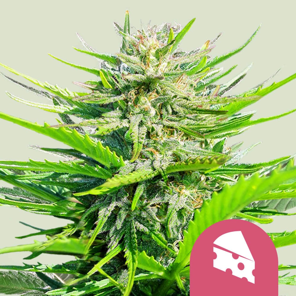 Royal Cheese (Fast Flowering) von Royal Queen Seeds