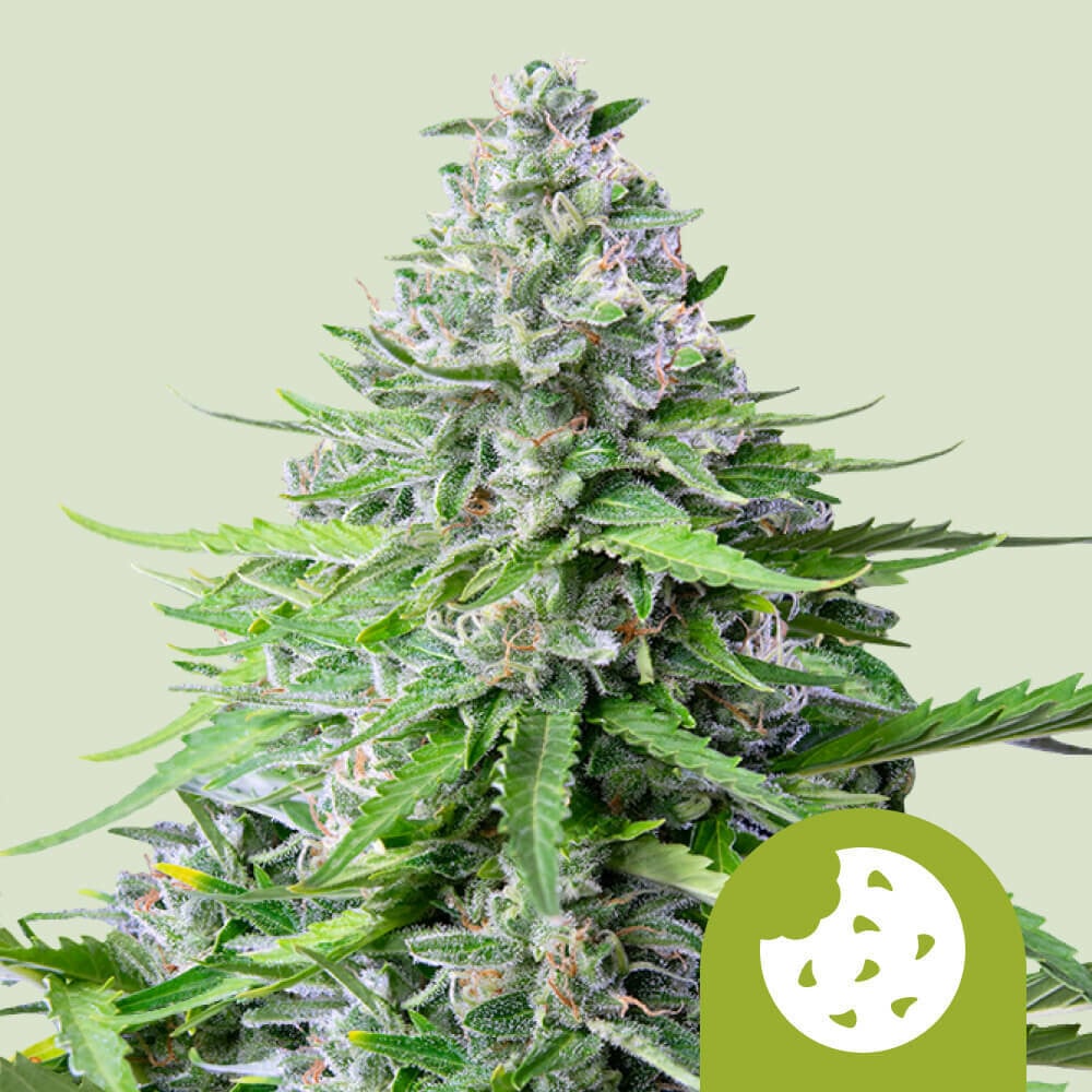 Royal Cookies Automatic von Royal Queen Seeds
