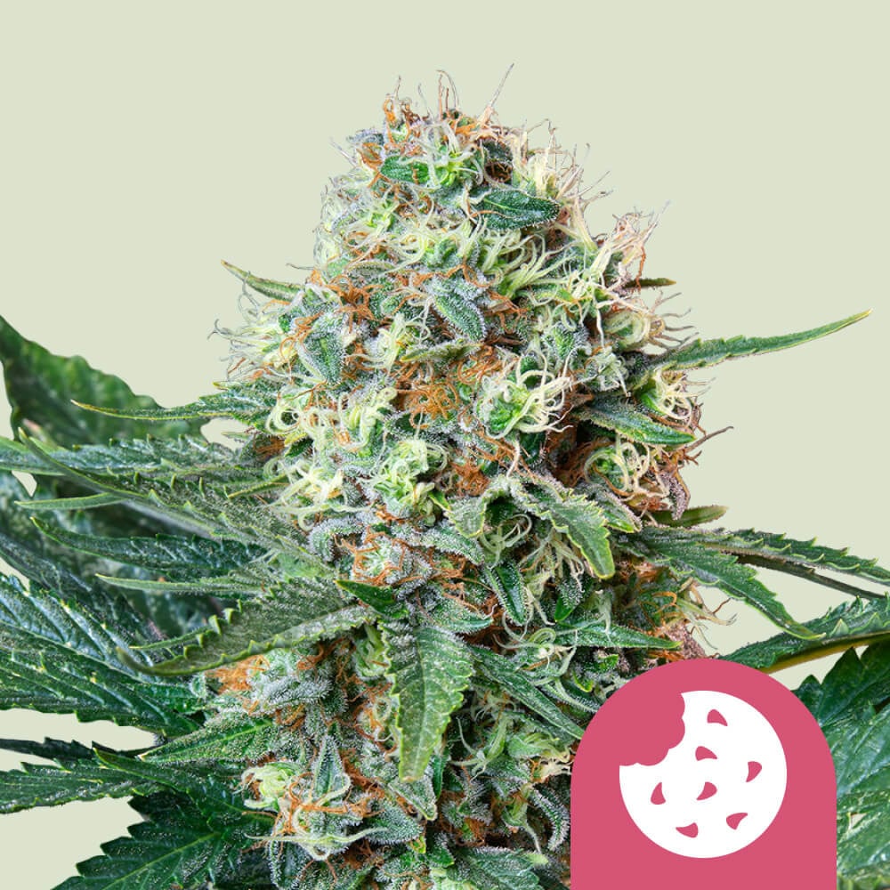 Royal Cookies von Royal Queen Seeds