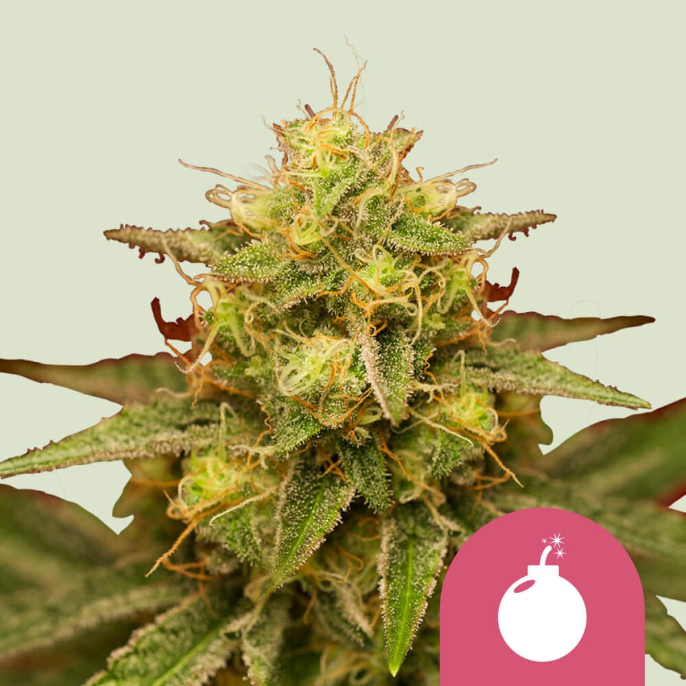 Royal Domina von Royal Queen Seeds