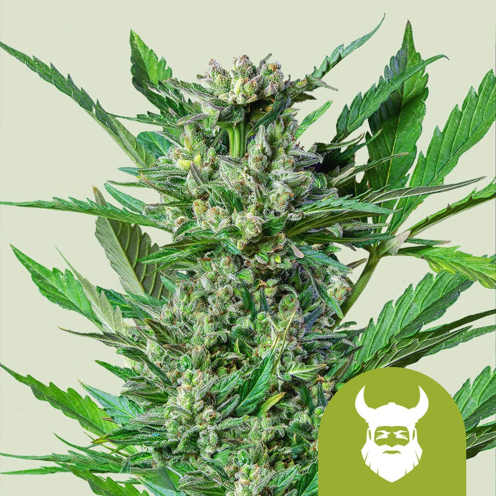 Royal Dwarf von Royal Queen Seeds