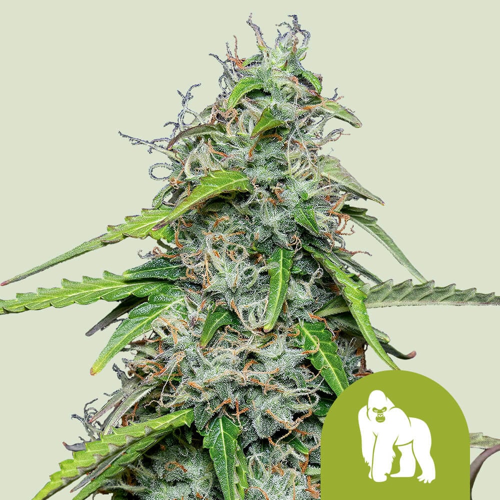 Royal Gorilla Automatic von Royal Queen Seeds