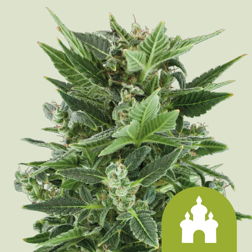 Royal Kush Automatic von Royal Queen Seeds