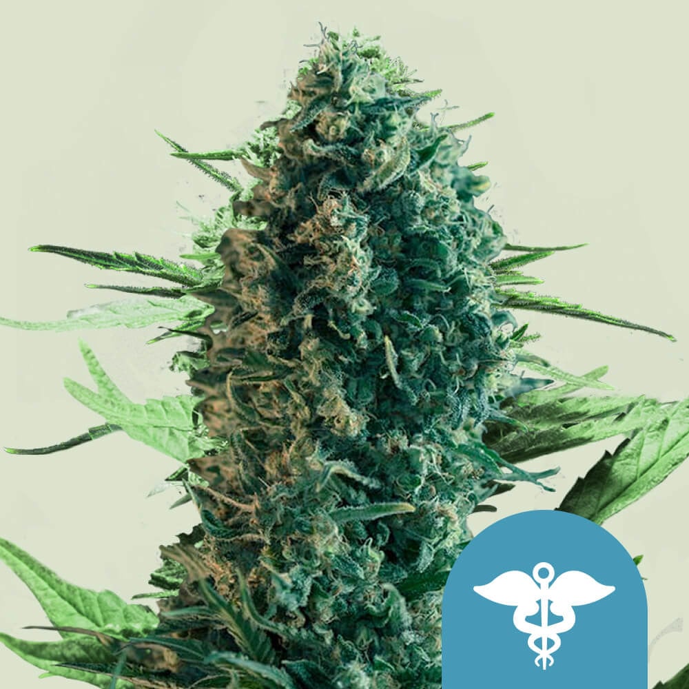 Royal Medic von Royal Queen Seeds