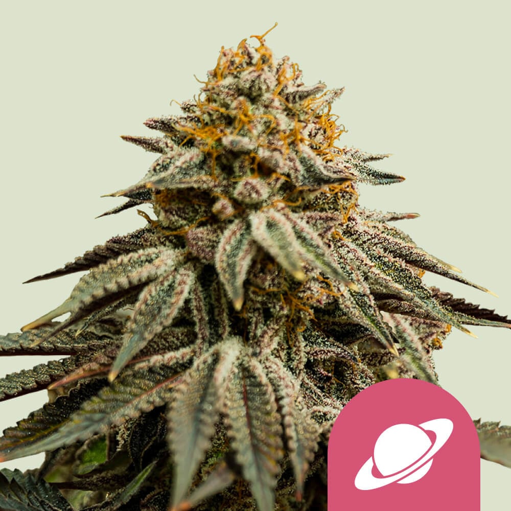 Royal Skywalker von Royal Queen Seeds