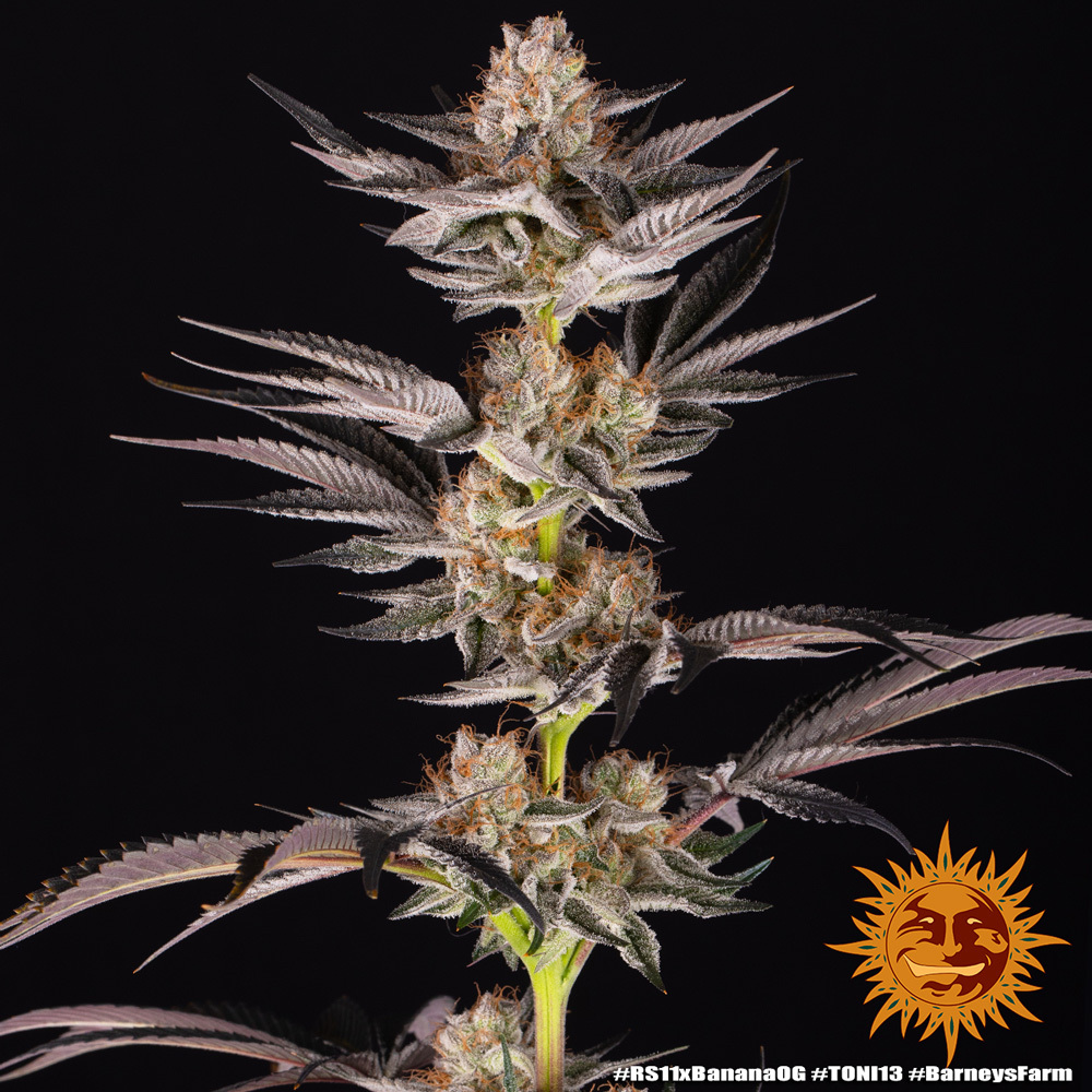 RS11 x Banana OG Barney's Farm