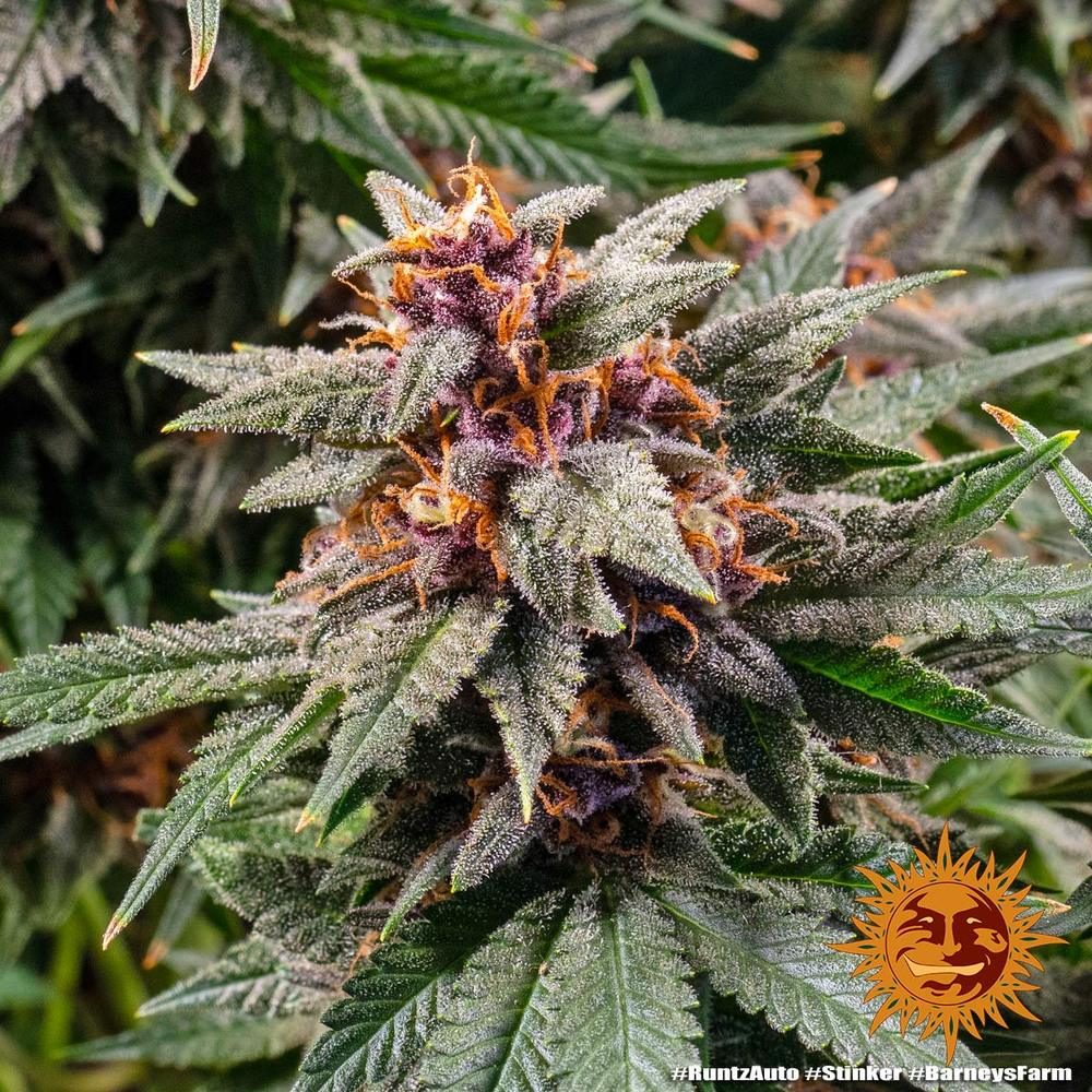 Runtz Auto Barney’s Farm