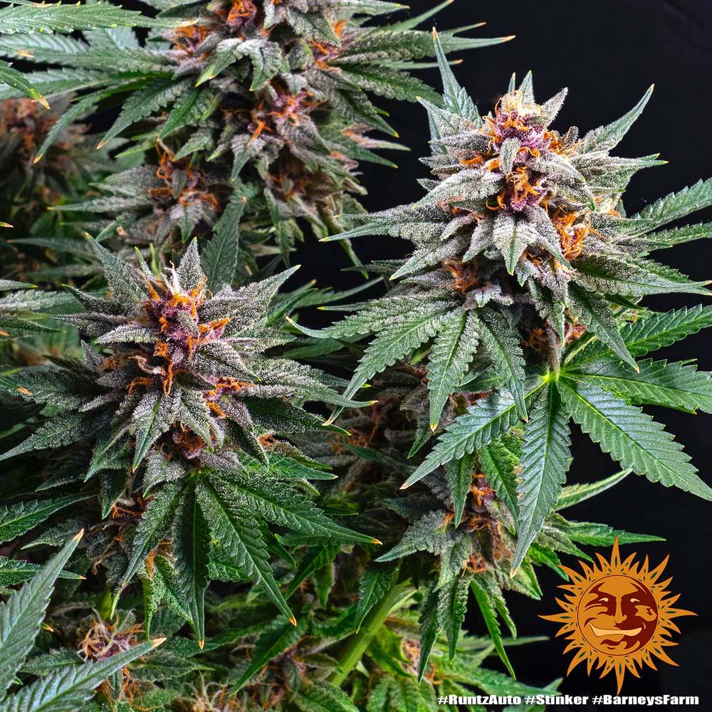 Runtz Auto Barney’s Farm