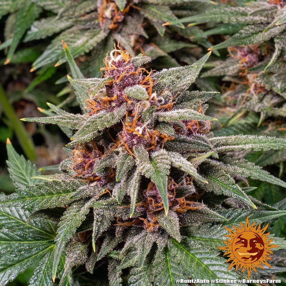 Runtz Auto Barney’s Farm
