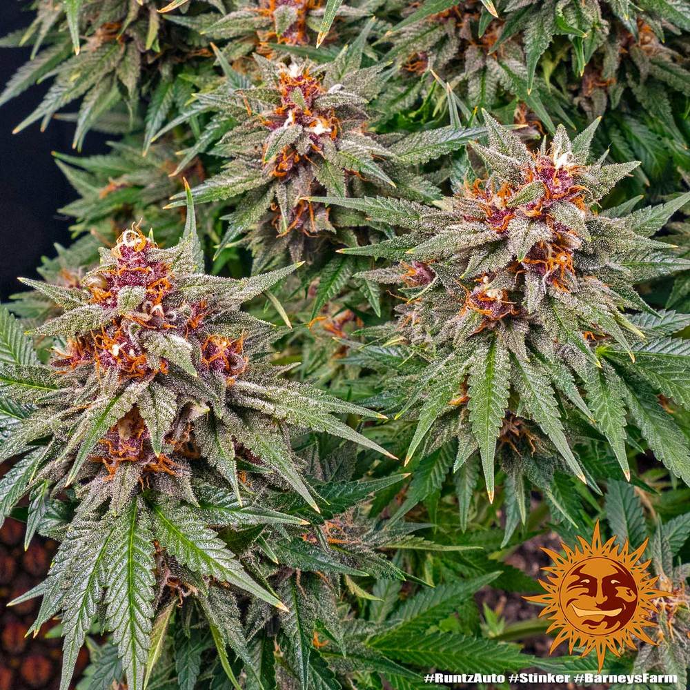 Runtz Auto Barney’s Farm