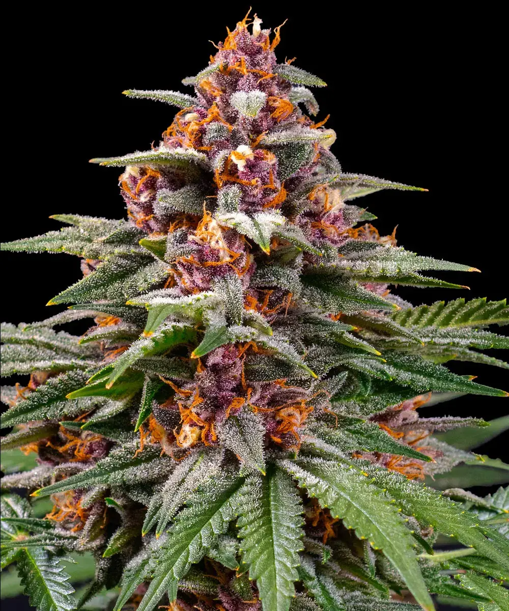 Runtz Auto 1 St. Barney’s Farm