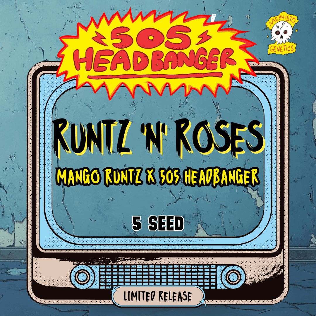 runtz 'n' roses 5+1er – mephisto genetics (autoflower samen)